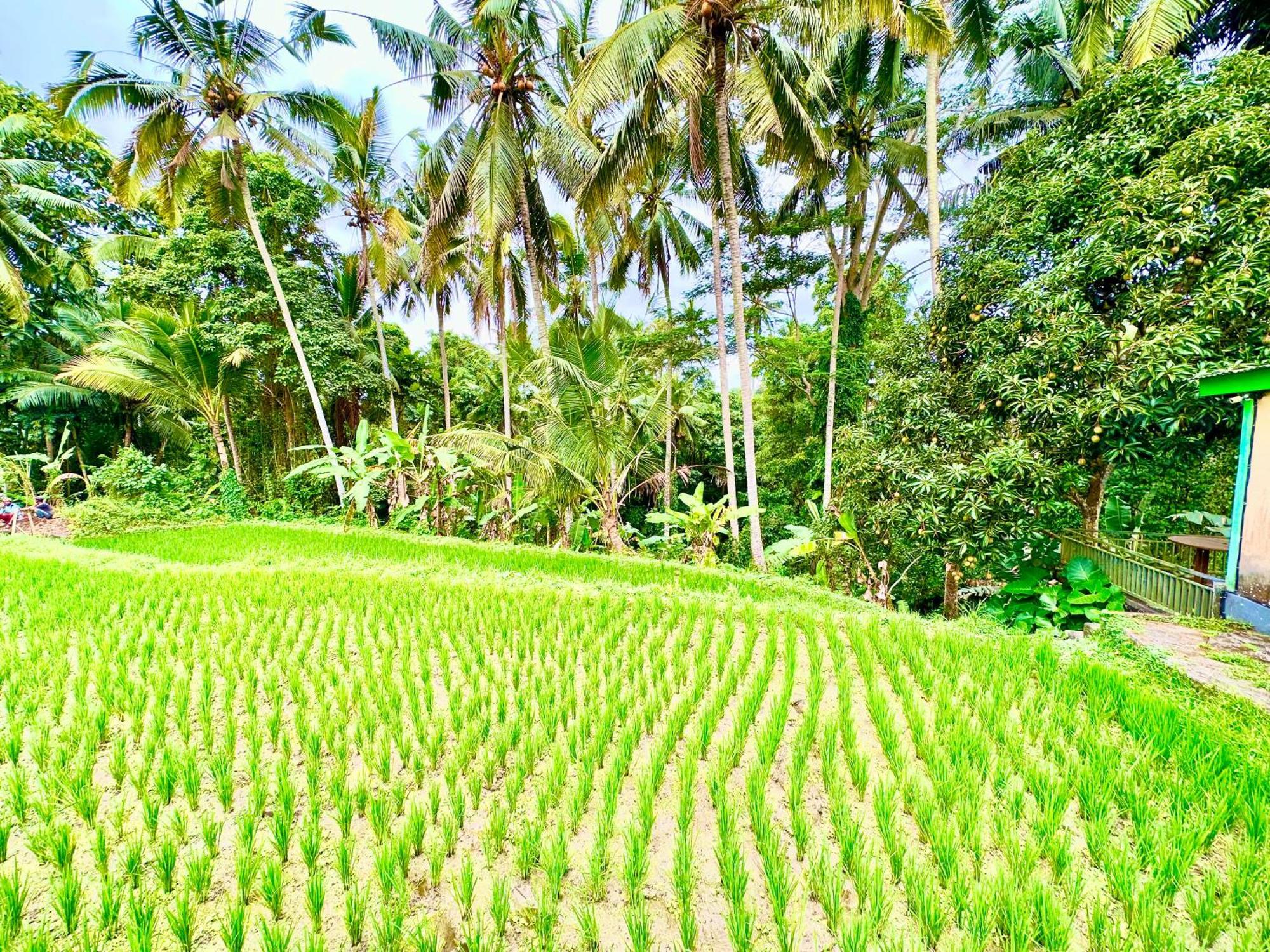 Dupa Ubud Exterior foto